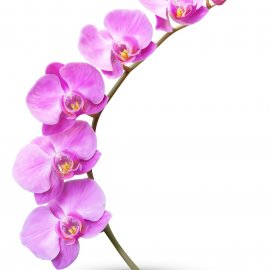 ЦВЕТЫ 36 (орхидеи)